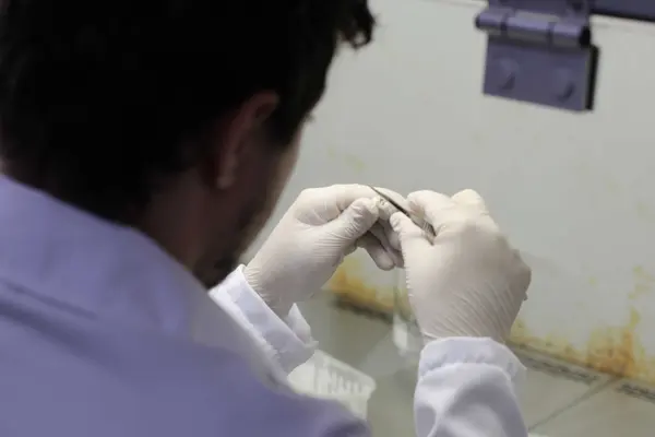 Tecnologia mineira impulsiona uso da macaúba como biocombustível para a aviação