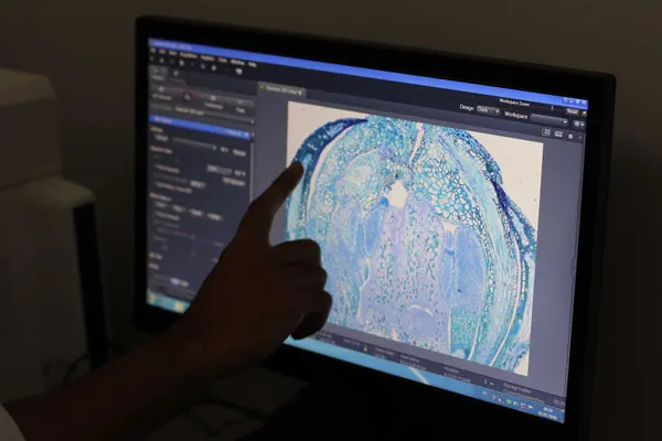 Tecnologia mineira impulsiona uso da macaúba como biocombustível para a aviação
