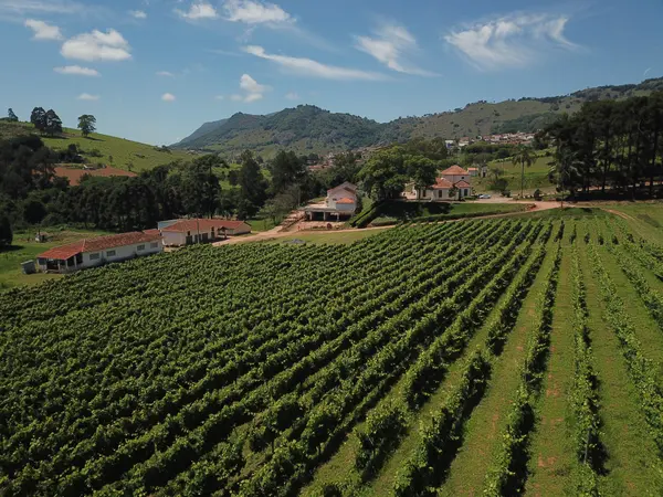 Novos vinhos da Epamig exploram o potencial de madeiras brasileiras
