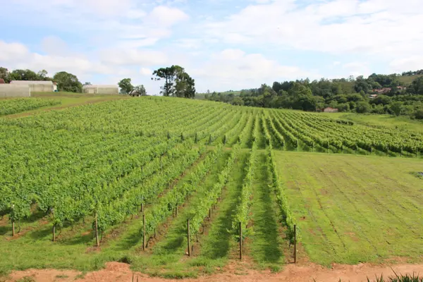 Novos vinhos da Epamig exploram o potencial de madeiras brasileiras