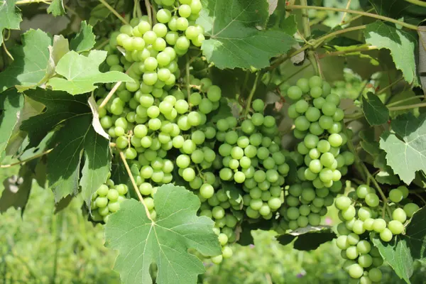Novos vinhos da Epamig exploram o potencial de madeiras brasileiras