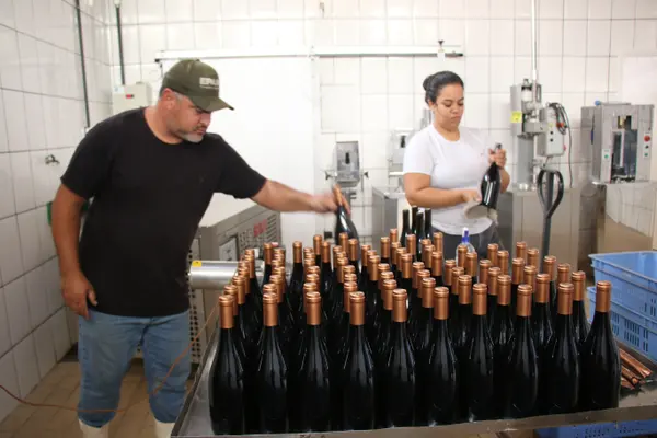 Novos vinhos da Epamig exploram o potencial de madeiras brasileiras