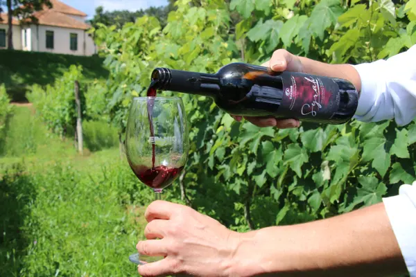 Novos vinhos da Epamig exploram o potencial de madeiras brasileiras