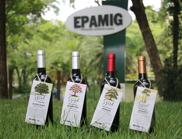 Novos vinhos da Epamig exploram o potencial de madeiras brasileiras