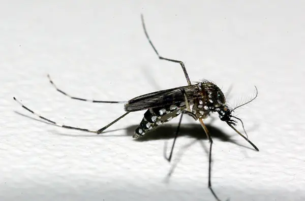 Aedes aegypti