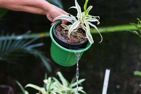 Cuidados com vasos de plantas podem evitar criadouros do mosquito Aedes aegypti