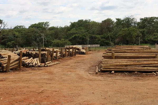 Silvicultura impulsiona produção na agroindústria e no campo