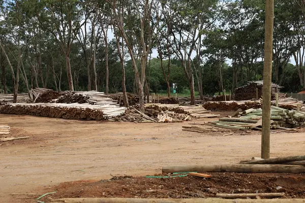 Silvicultura impulsiona produção na agroindústria e no campo