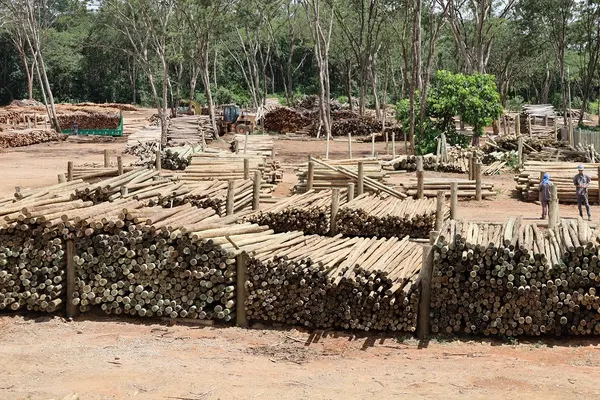 Silvicultura impulsiona produção na agroindústria e no campo