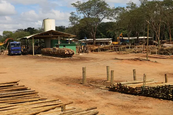 Silvicultura impulsiona produção na agroindústria e no campo