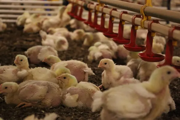 Silvicultura impulsiona produção na agroindústria e no campo
