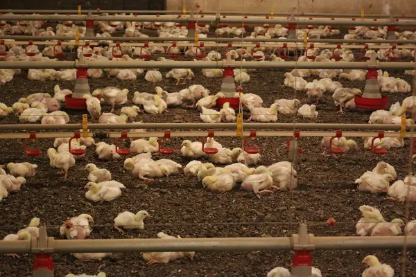 Silvicultura impulsiona produção na agroindústria e no campo