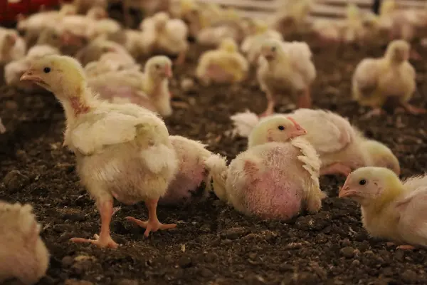 Silvicultura impulsiona produção na agroindústria e no campo