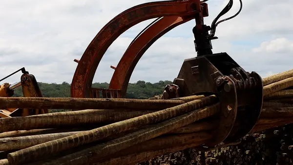 Silvicultura impulsiona produção na agroindústria e no campo