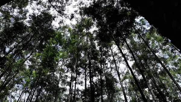 Silvicultura impulsiona produção na agroindústria e no campo
