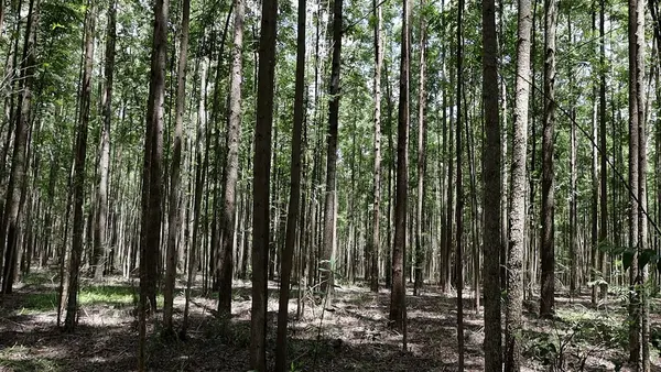 Silvicultura impulsiona produção na agroindústria e no campo