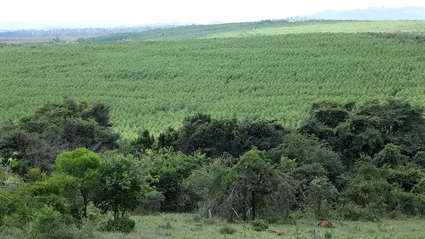 Silvicultura impulsiona produção na agroindústria e no campo