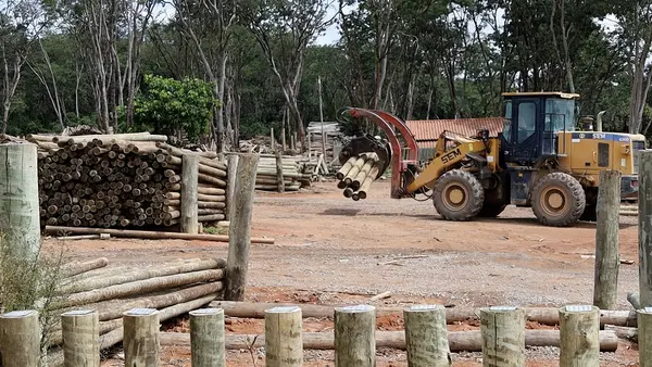 Silvicultura impulsiona produção na agroindústria e no campo