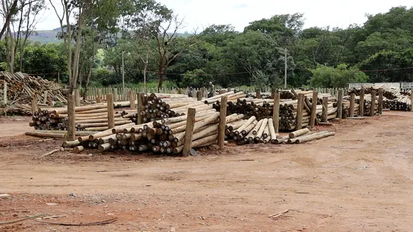 Silvicultura impulsiona produção na agroindústria e no campo