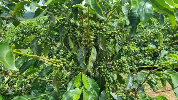 Fazenda Lagoinha
