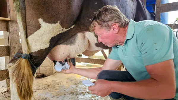 Regulamentação técnica do Queijo Artesanal do Vale do Suaçuí permite sua venda em todo o país