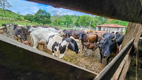 Regulamentação técnica do Queijo Artesanal do Vale do Suaçuí permite sua venda em todo o país