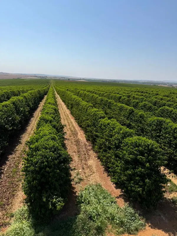 Dia do café: grãos produzidos com técnicas sustentáveis ganham mercado internacional com o crédito do BDMG