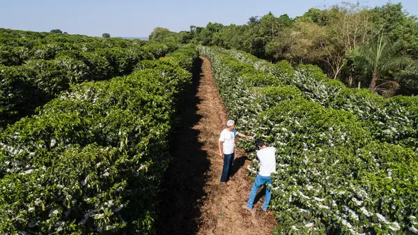 Dia do café: grãos produzidos com técnicas sustentáveis ganham mercado internacional com o crédito do BDMG
