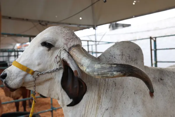 Governo de Minas participa da abertura da 9ª edição da Feragro em Capelinha