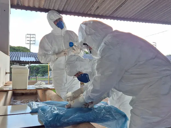 IMA vistoria 50 propriedades rurais em exercício simulado de gripe aviária