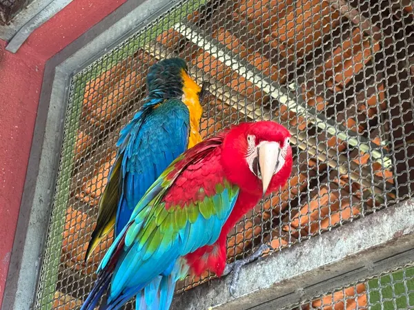 Animais tratados e reabilitados no Cetras de Divinópolis