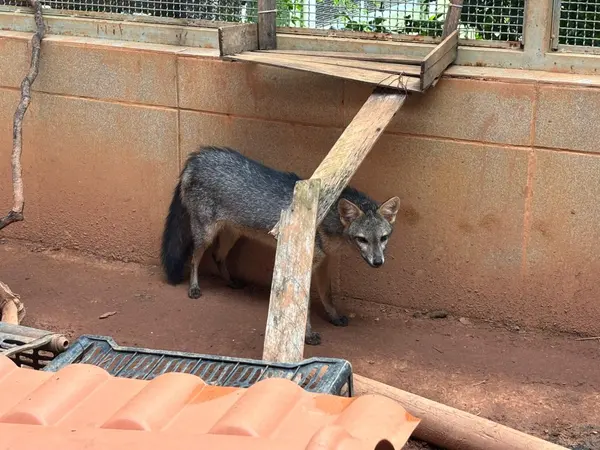 Animais tratados e reabilitados no Cetras de Divinópolis