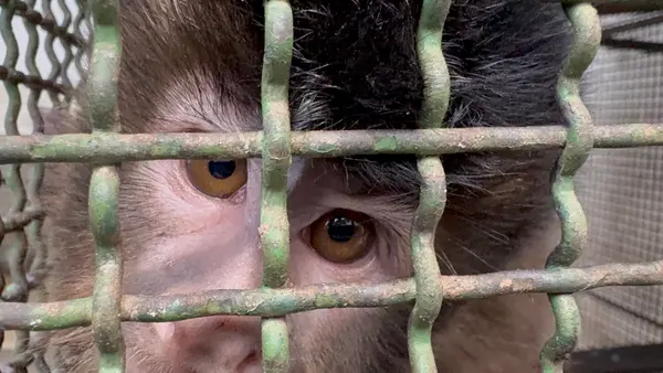 Animais tratados e reabilitados no Cetas de Belo Horizonte