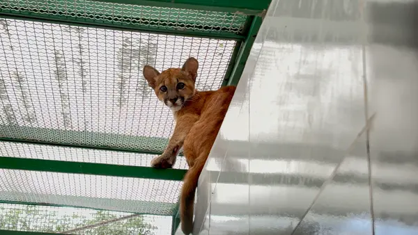 Animais tratados e reabilitados no Cetas de Belo Horizonte
