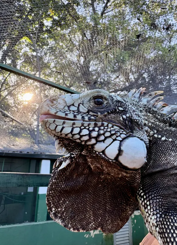 Animais tratados e reabilitados no Cetas de Belo Horizonte
