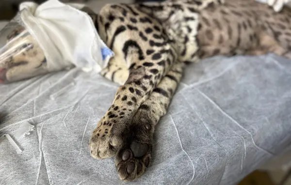 Animais tratados e reabilitados no Cetas de Belo Horizonte