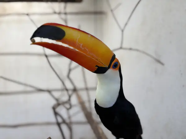 Animais tratados e reabilitados no Cetas de Belo Horizonte