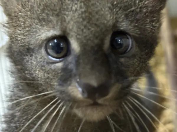 Animais tratados e reabilitados no Cetas de Belo Horizonte