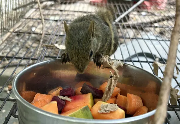 Animais tratados e reabilitados no Cetas de Belo Horizonte