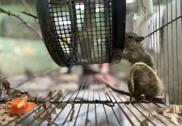 Animais tratados e reabilitados no Cetas de Belo Horizonte