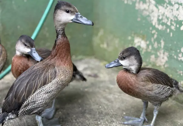 Animais tratados e reabilitados no Cetas de Belo Horizonte