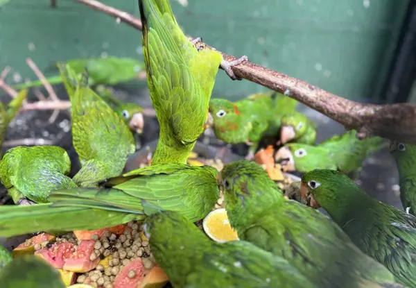 Animais tratados e reabilitados no Cetas de Belo Horizonte