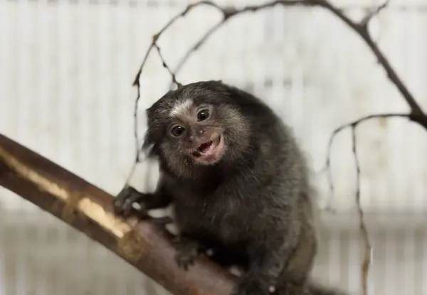Animais tratados e reabilitados no Cetas de Belo Horizonte