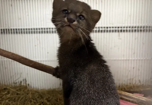 Animais tratados e reabilitados no Cetas de Belo Horizonte