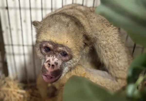 Animais tratados e reabilitados no Cetas de Belo Horizonte