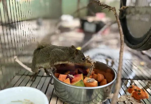 Animais tratados e reabilitados no Cetas de Belo Horizonte