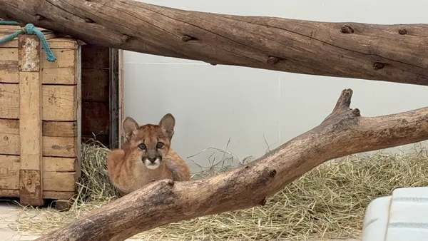 Animais tratados e reabilitados no Cetas de Belo Horizonte
