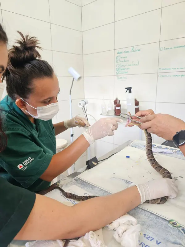 Animais tratados e reabilitados no Cetras de Patos de Minas