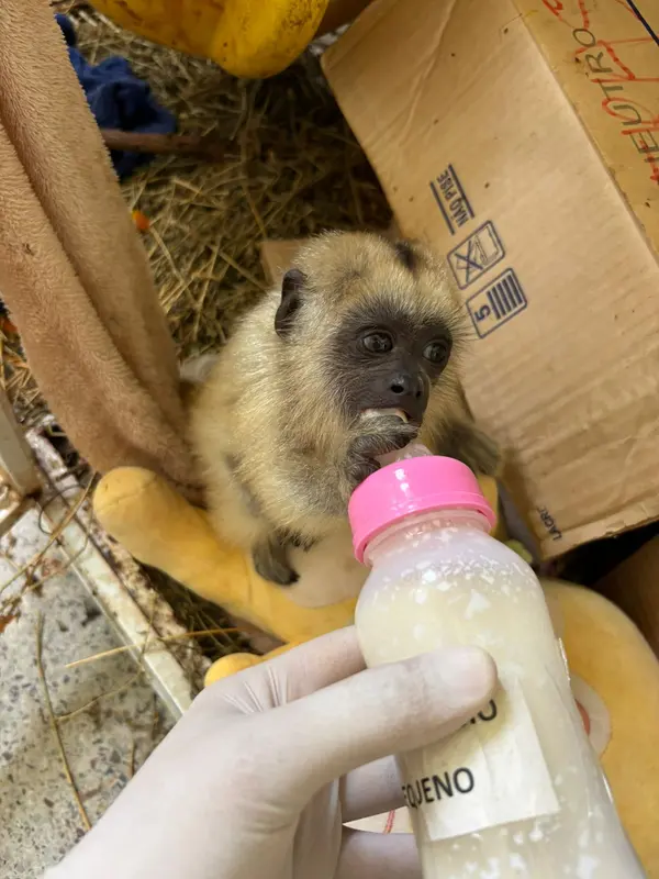 Animais tratados e reabilitados no Cetras de Patos de Minas