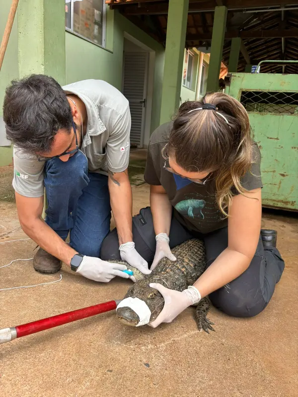 Animais tratados e reabilitados no Cetras de Patos de Minas